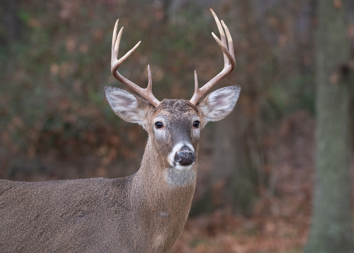 deer in the woods
