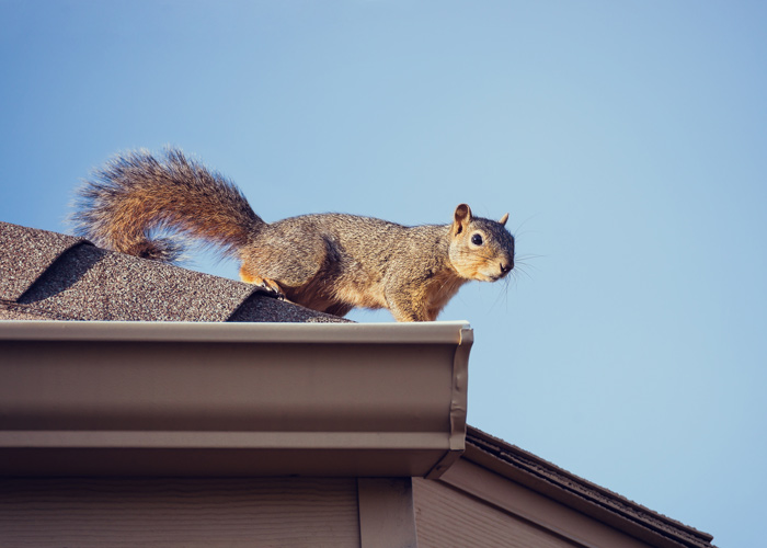 squirrel on a rooftop