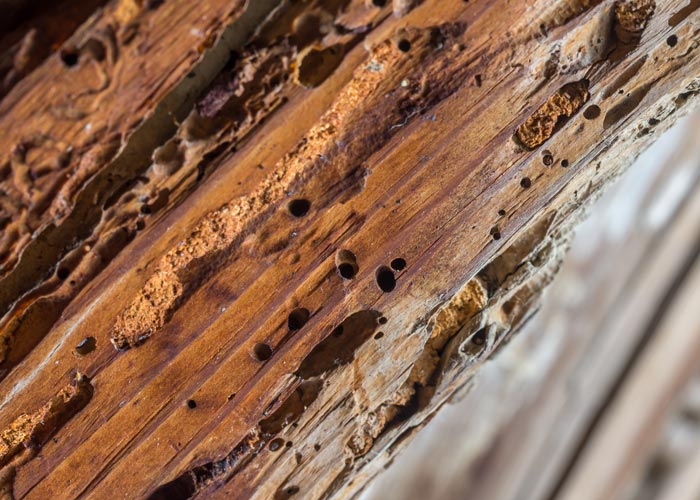 closeup of holes left in wood by termites