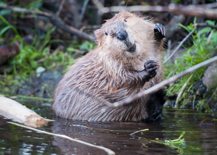 beaver in the water