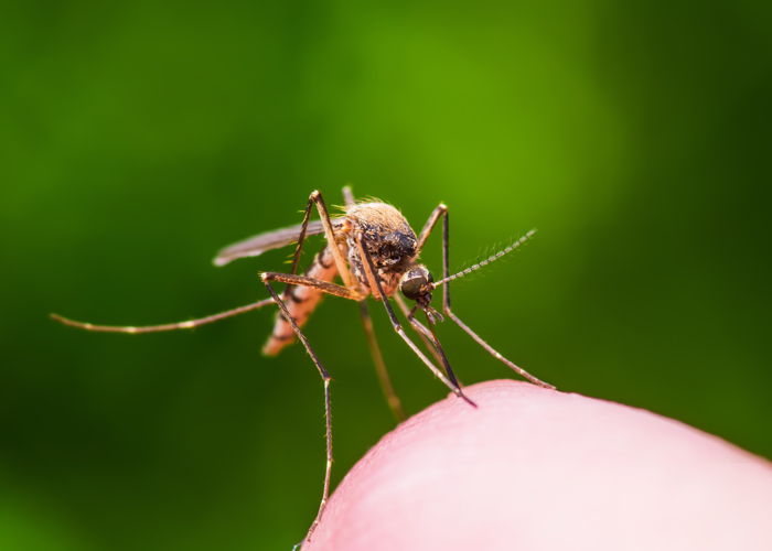 mosquito landing on someone's finger
