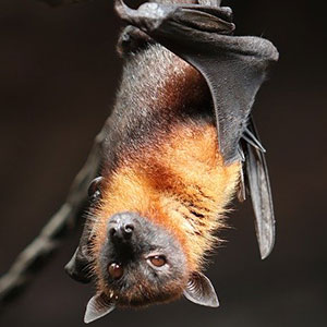 Wildlife Services of Bats