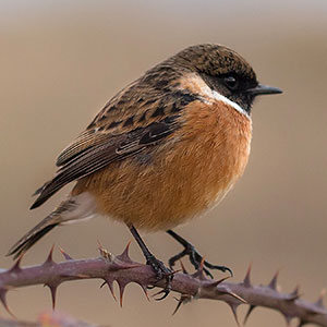 Wildlife Services of Birds