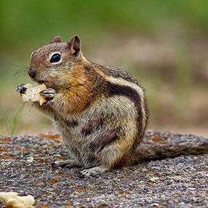 Wildlife Services of Chipmunk