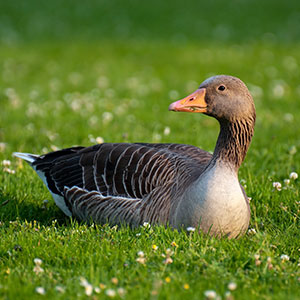 Wildlife Services of Goose