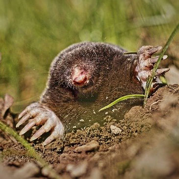 Wildlife Services of Moles