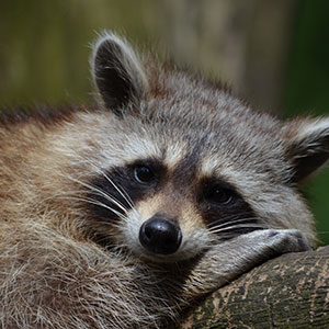 raccoon