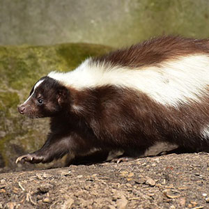 Wildlife Services of Skunks