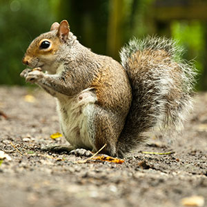 Wildlife Services of Squirrel