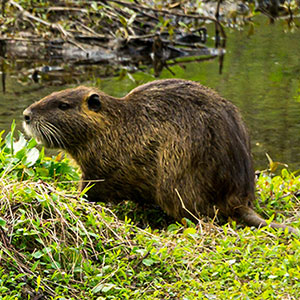 Humane Wildlife Removal