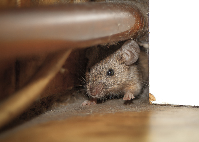 Rodent Removal Services in Johnston, RI, by Pest Patrol Inc.