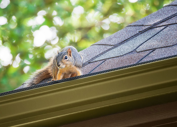 Squirrel Removal Services by Pest Patrol Inc. in Johnston, RI