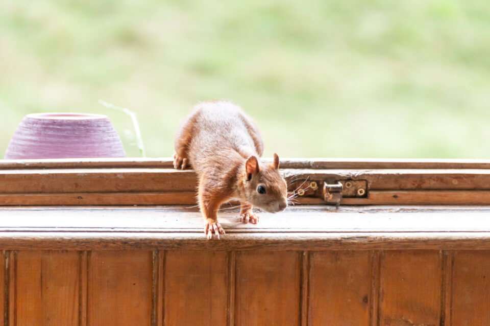 Wild Life Removal Services by Pest Patrol in RI