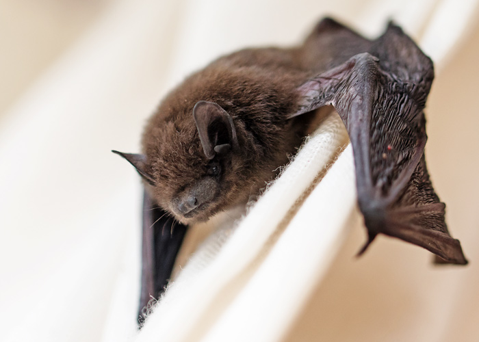 Bat removal specialist in Johnston, RI, by Pest Patrol Inc.