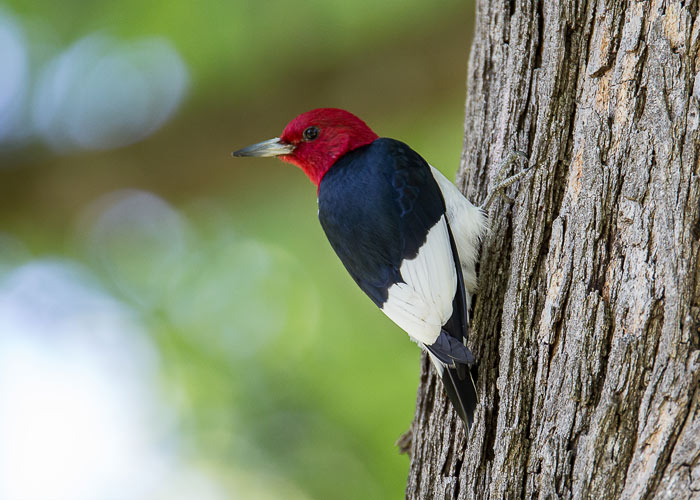 Bird Infestation Removal by Pest Patrol Inc in RI