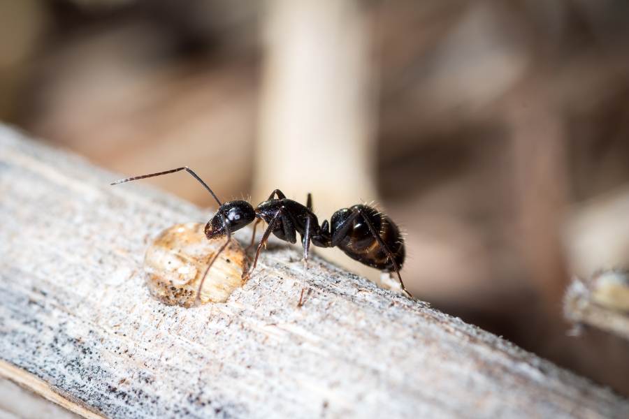 Carpenter Ant Solutions by Pest Patrol Inc. in Rhode Island