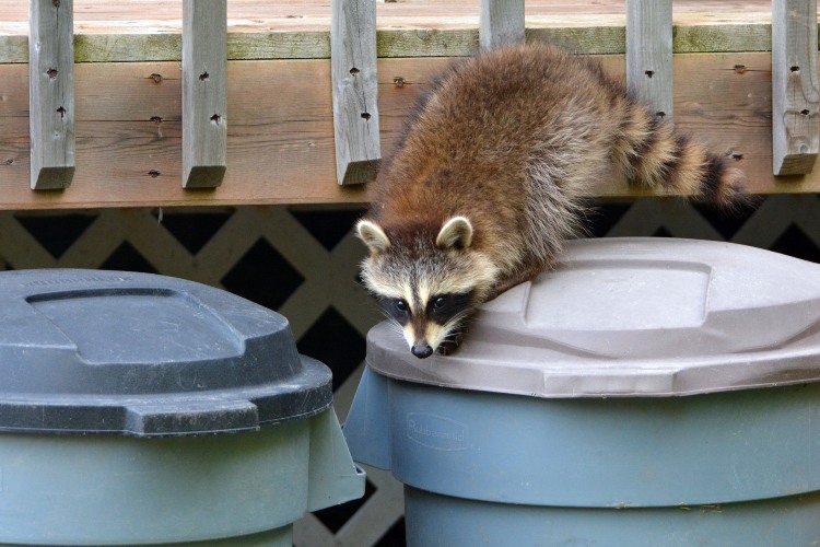 Wildlife rodent being humanely removed from an outdoor area