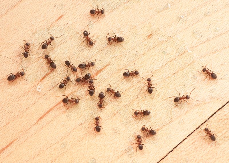 Ant infestation in a house in Johnston, RI