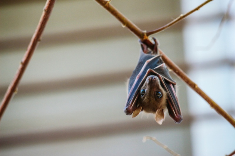 Bat hanging outside the house in Johnston, RI