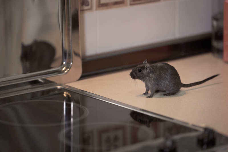 Rodent sitting in the kitchen counter in a house in Johnston, RI