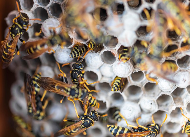 Wasp infestation in a house in Johnston, RI