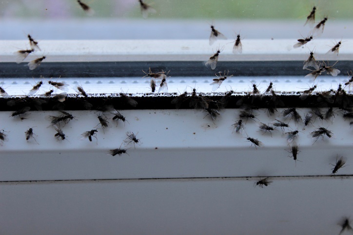 Fly Pest Control and Prevention Services in Johnston, RI
