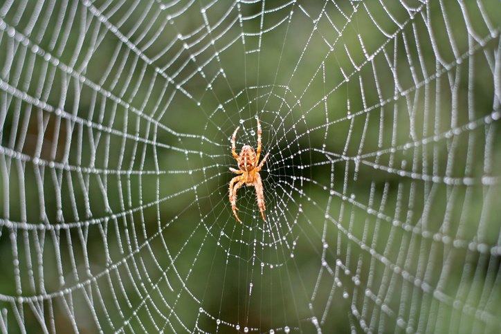 Spider Control Services in Johnston, Rhode Island