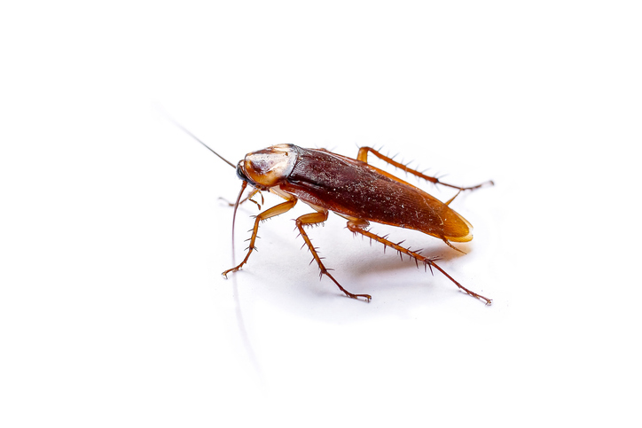 Pest Control for Cockroaches in Johnston, RI & Surrounding Areas