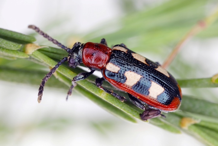 Beetle Control Services Throughout Rhode Island