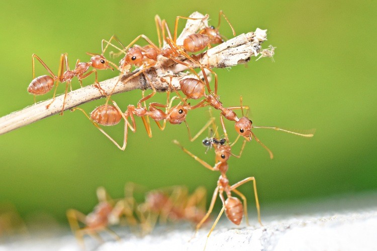 Ant infestation in a home garden in Johnston, RI