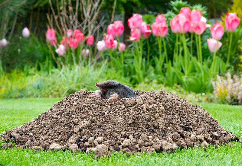 Moles Removal Services by Pest Patrol Inc. in Johnston, RI and Surrounding Areas