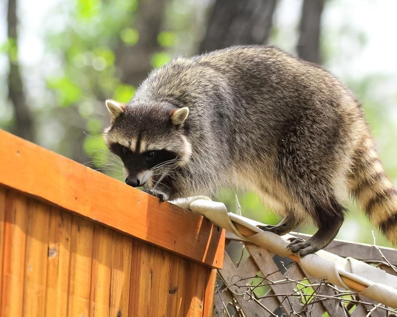 Raccoon Removal Services by Pest Patrol Inc. in Johnston, RI and Surrounding Areas
