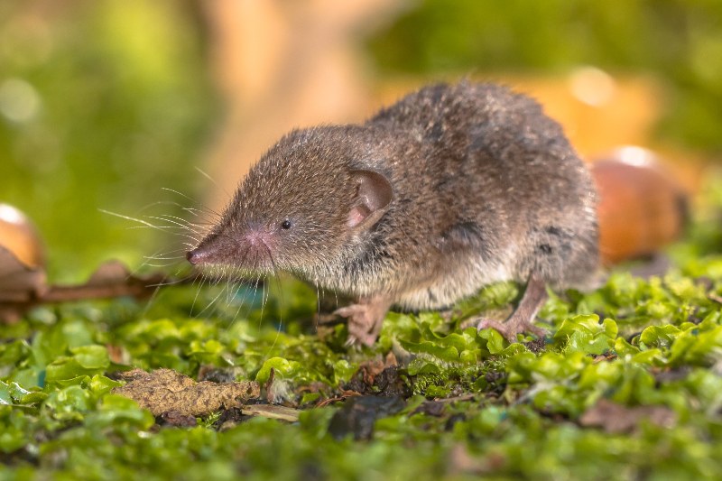 Shrews Removal Services by Pest Patrol Inc. in Johnston, RI and Surrounding Areas