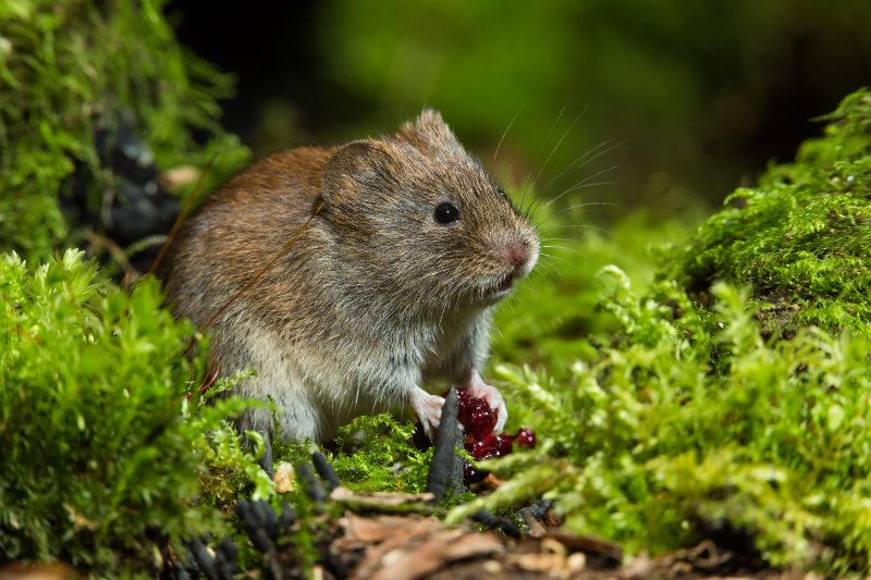 Voles Removal Services by Pest Patrol Inc. in Johnston, RI and Surrounding Areas